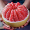 High Quality Wholesale Tasty Fresh Fruit Gift-package Tri-red Pomelo
